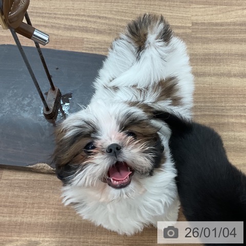 茨城県のシーズー (ペッツワン 古河店/2025年10月20日生まれ/女の子/ホワイトゴールド)の子犬の3枚目の画像