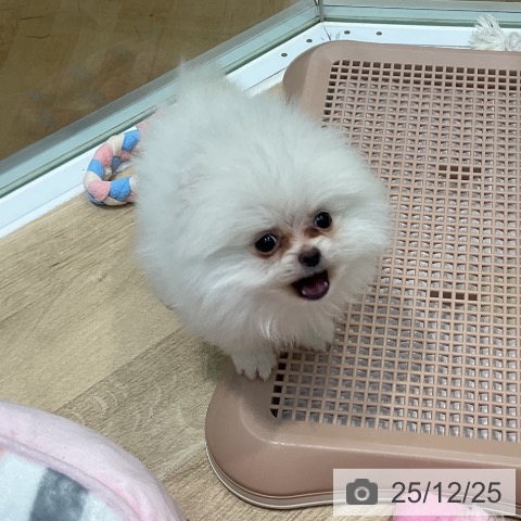 埼玉県のポメラニアン (ペットプラス ららぽーと新三郷店/2025年10月18日生まれ/男の子/ホワイト)の子犬の4枚目の画像