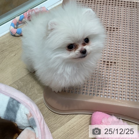 埼玉県のポメラニアン (ペットプラス ららぽーと新三郷店/2025年10月18日生まれ/男の子/ホワイト)の子犬の3枚目の画像