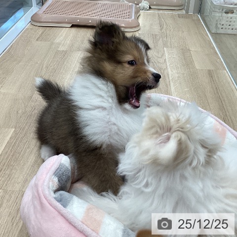 シェットランド・シープドッグの写真