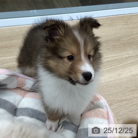 シェットランド・シープドッグの写真