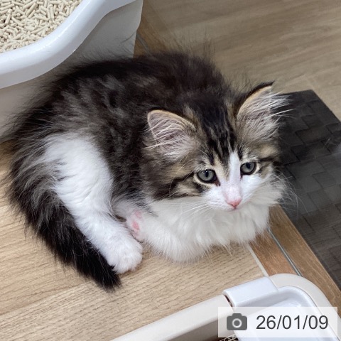 岩手県のノルウェージャンフォレストキャット (ペットプラス 盛岡南店/2025年10月24日生まれ/女の子/ブラウンタビーホワイト)の子猫の3枚目の画像