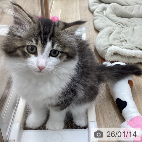 岩手県のノルウェージャンフォレストキャット (ペットプラス 盛岡南店/2025年10月24日生まれ/女の子/ブラウンタビーホワイト)の子猫の4枚目の画像