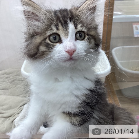 岩手県のノルウェージャンフォレストキャット (ペットプラス 盛岡南店/2025年10月24日生まれ/女の子/ブラウンタビーホワイト)の子猫の3枚目の画像