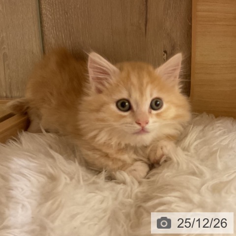 神奈川県のマンチカン (ペットプラス 湘南平塚店/2025年10月24日生まれ/男の子/レッドタビー)の子猫の3枚目の画像