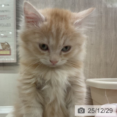 神奈川県のマンチカン (ペットプラス 湘南平塚店/2025年10月24日生まれ/男の子/レッドタビー)の子猫の4枚目の画像