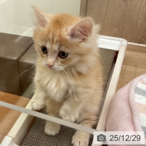 神奈川県のマンチカン (ペットプラス 湘南平塚店/2025年10月24日生まれ/男の子/レッドタビー)の子猫の3枚目の画像