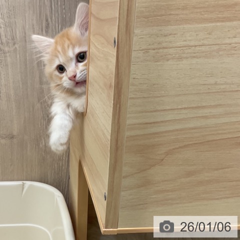 神奈川県のマンチカン (ペットプラス 湘南平塚店/2025年10月24日生まれ/男の子/レッドタビー)の子猫の4枚目の画像