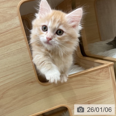 神奈川県のマンチカン (ペットプラス 湘南平塚店/2025年10月24日生まれ/男の子/レッドタビー)の子猫の3枚目の画像