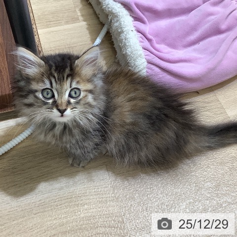 東京都のマンチカン (ペットプラス 日の出店/2025年10月24日生まれ/女の子/ブラウンパッチドタビー)の子猫の4枚目の画像