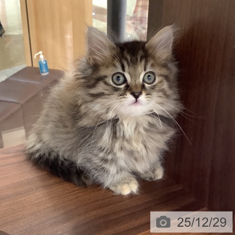 東京都のマンチカン (ペットプラス 日の出店/2025年10月24日生まれ/女の子/ブラウンパッチドタビー)の子猫の3枚目の画像