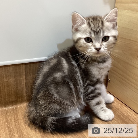 鳥取県のマンチカン (ペッツワン 日吉津店/2025年10月23日生まれ/男の子/シルバータビー)の子猫の3枚目の画像