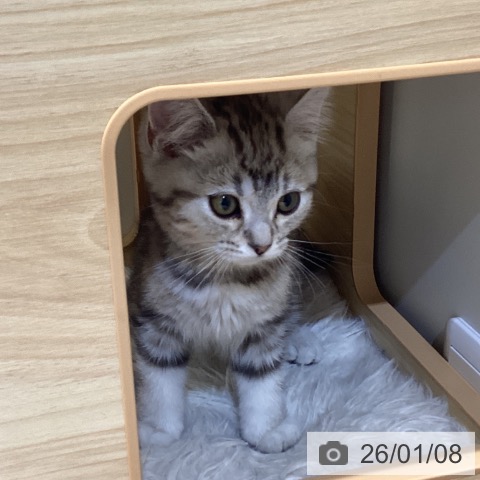 鳥取県のマンチカン (ペッツワン 日吉津店/2025年10月23日生まれ/男の子/シルバータビー)の子猫の3枚目の画像