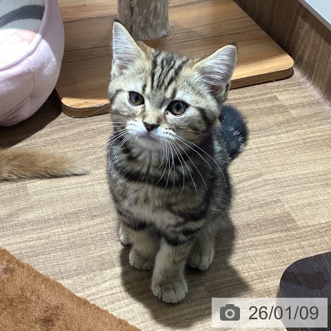 東京都のマンチカン (ペッツワン 青梅インター店/2025年10月23日生まれ/男の子/ブラウンタビー)の子猫の4枚目の画像