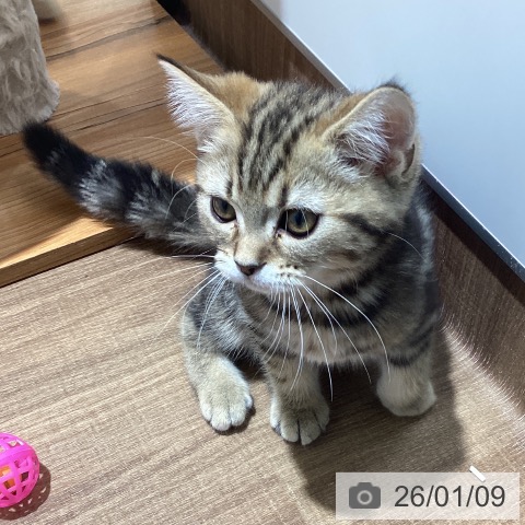 東京都のマンチカン (ペッツワン 青梅インター店/2025年10月23日生まれ/男の子/ブラウンタビー)の子猫の3枚目の画像