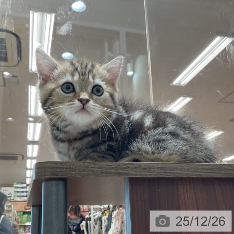 神奈川県のマンチカン (ペットプラス テラスモール湘南店/2025年10月23日生まれ/女の子/ブラウンタビー)の子猫の3枚目の画像