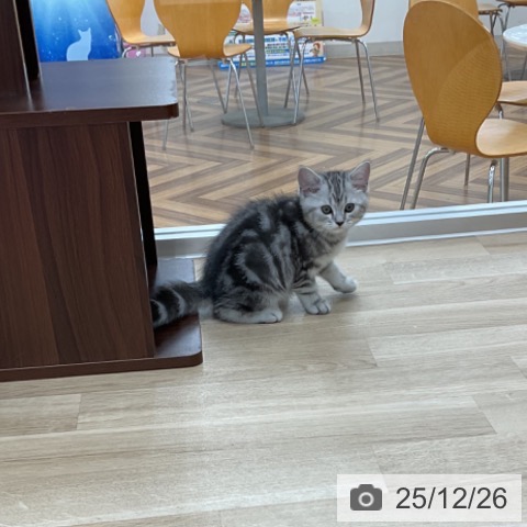 神奈川県のマンチカン (ペットプラス アミーゴ藤沢店/2025年10月20日生まれ/男の子/シルバータビー)の子猫の3枚目の画像