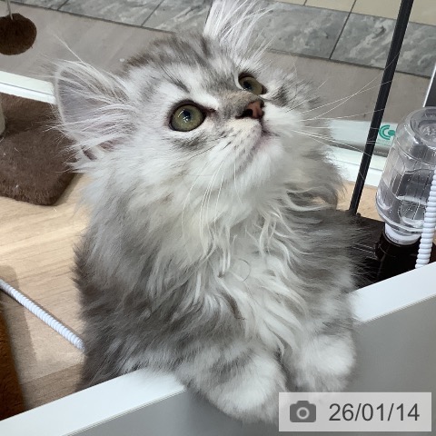 東京都のマンチカン (ペットプラス 日の出店/2025年10月20日生まれ/男の子/シルバータビー)の子猫の4枚目の画像