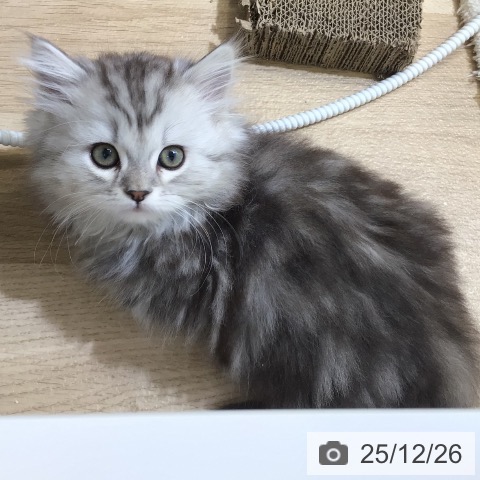 東京都のマンチカン (ペットプラス 日の出店/2025年10月20日生まれ/男の子/シルバータビー)の子猫の3枚目の画像