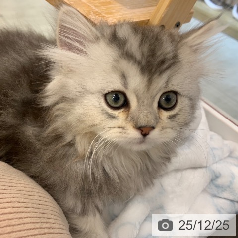 東京都のマンチカン (ペットプラス アクアシティお台場店/2025年10月20日生まれ/男の子/シルバータビー)の子猫の4枚目の画像