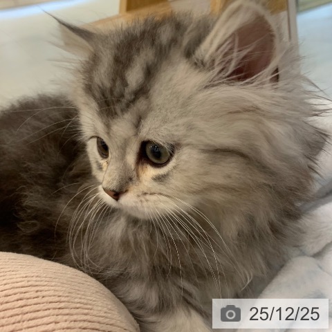 東京都のマンチカン (ペットプラス アクアシティお台場店/2025年10月20日生まれ/男の子/シルバータビー)の子猫の3枚目の画像