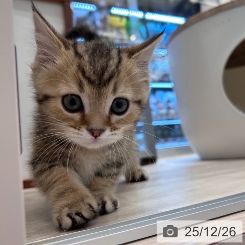 神奈川県のマンチカン (ペットプラス 武蔵小杉店/2025年10月20日生まれ/男の子/ブラウンタビー)の子猫の4枚目の画像