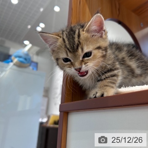 神奈川県のマンチカン (ペットプラス 武蔵小杉店/2025年10月20日生まれ/男の子/ブラウンタビー)の子猫の3枚目の画像