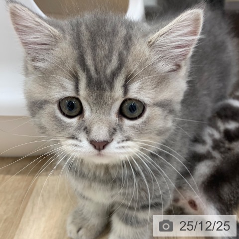 東京都のマンチカン (ペットプラス アクアシティお台場店/2025年10月20日生まれ/女の子/ブルータビー)の子猫の4枚目の画像