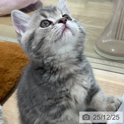 東京都のマンチカン (ペットプラス アクアシティお台場店/2025年10月20日生まれ/女の子/ブルータビー)の子猫の3枚目の画像