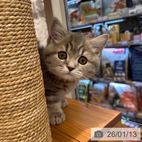 神奈川県のマンチカン (ペットプラス 武蔵小杉店/2025年10月20日生まれ/女の子/ブルータビー)の子猫の3枚目の画像