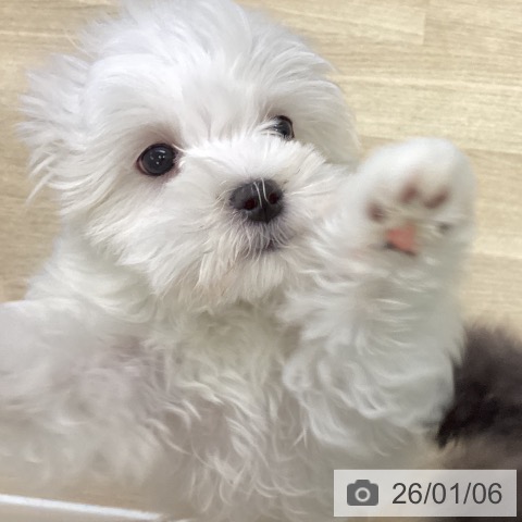 山梨県のマルチーズ (ペットプラス 甲府昭和店/2025年10月25日生まれ/男の子/ホワイト)の子犬の4枚目の画像
