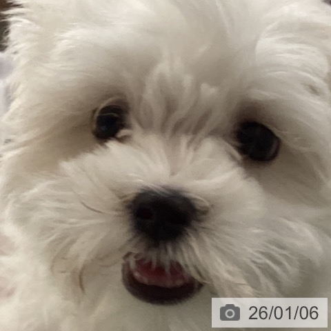 山梨県のマルチーズ (ペットプラス 甲府昭和店/2025年10月25日生まれ/男の子/ホワイト)の子犬の3枚目の画像