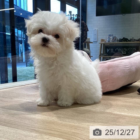 マルチーズの写真