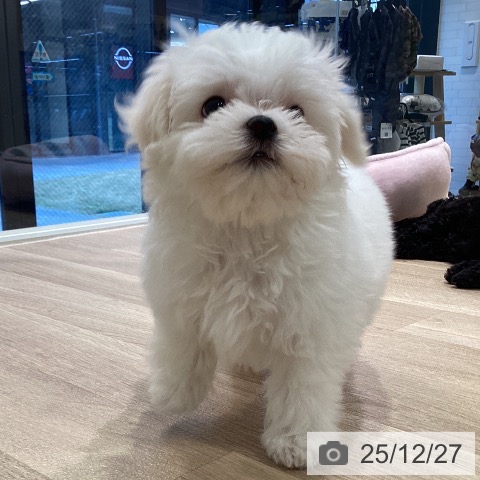 神奈川県のマルチーズ (ペットプラス ゆめが丘ソラトス店/2025年10月25日生まれ/男の子/ホワイト)の子犬の4枚目の画像