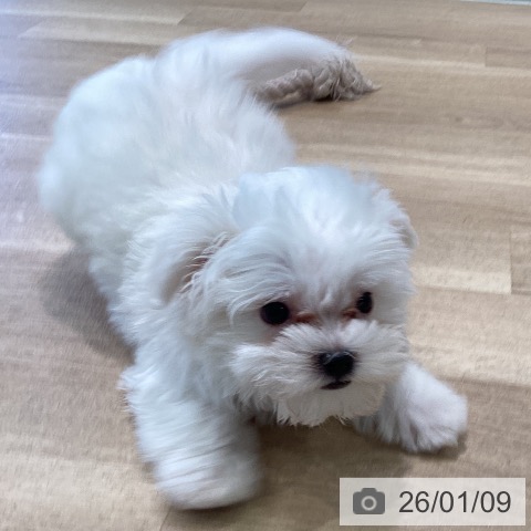 マルチーズの写真