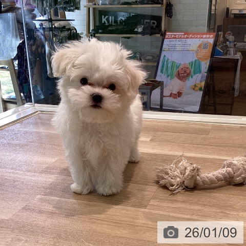 神奈川県のマルチーズ (ペットプラス ゆめが丘ソラトス店/2025年10月25日生まれ/男の子/ホワイト)の子犬の4枚目の画像