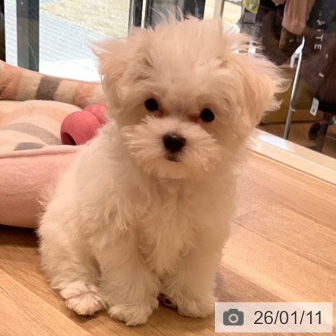 神奈川県のマルチーズ (ペットプラス ゆめが丘ソラトス店/2025年10月25日生まれ/男の子/ホワイト)の子犬の4枚目の画像