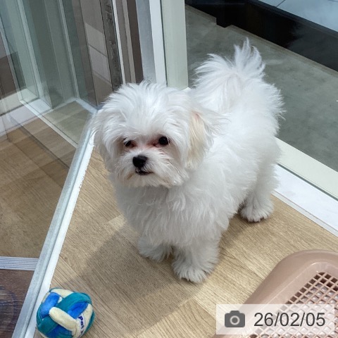 神奈川県のマルチーズ (ペットプラス 座間店/2025年10月25日生まれ/男の子/ホワイト)の子犬の4枚目の画像