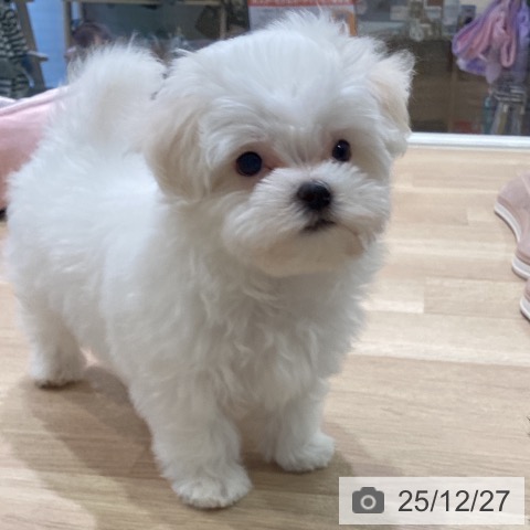 神奈川県のマルチーズ (ペットプラス ゆめが丘ソラトス店/2025年10月25日生まれ/男の子/ホワイト)の子犬の3枚目の画像