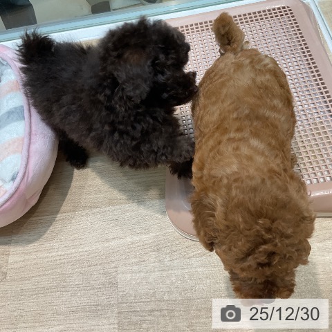 埼玉県のトイプードル(トイ) (ペットプラス ららぽーと新三郷店/2025年10月25日生まれ/男の子/ブラウン)の子犬の4枚目の画像