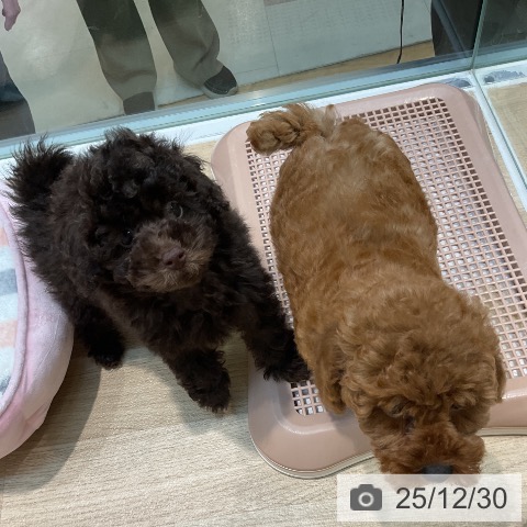 埼玉県のトイプードル(トイ) (ペットプラス ららぽーと新三郷店/2025年10月25日生まれ/男の子/ブラウン)の子犬の3枚目の画像