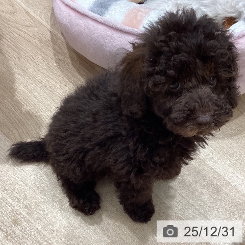 埼玉県のトイプードル(トイ) (ペットプラス ピオニウォーク東松山店/2025年10月25日生まれ/女の子/ブラウン)の子犬の3枚目の画像