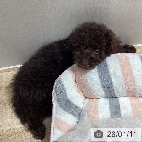 トイ・プードルの写真