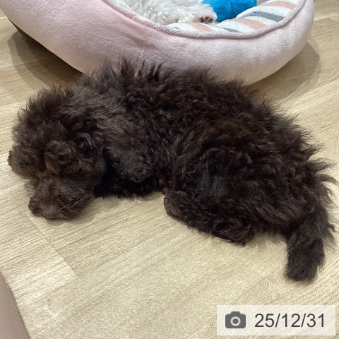 埼玉県のトイプードル(トイ) (ペットプラス ピオニウォーク東松山店/2025年10月25日生まれ/女の子/ブラウン)の子犬の3枚目の画像