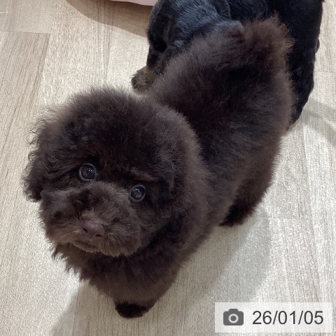 トイ・プードルの写真