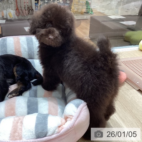 トイ・プードルの写真