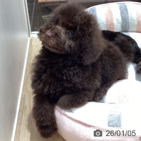 埼玉県のトイプードル(トイ) (ペットプラス ピオニウォーク東松山店/2025年10月25日生まれ/女の子/ブラウン)の子犬の4枚目の画像