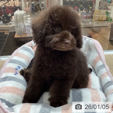 埼玉県のトイプードル(トイ) (ペットプラス ピオニウォーク東松山店/2025年10月25日生まれ/女の子/ブラウン)の子犬の3枚目の画像