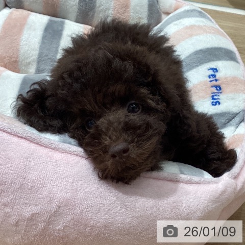 埼玉県のトイプードル(トイ) (ペットプラス ピオニウォーク東松山店/2025年10月25日生まれ/女の子/ブラウン)の子犬の3枚目の画像