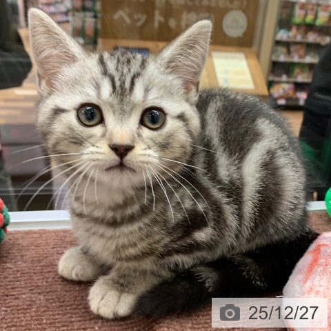 千葉県のアメリカンショートヘアー (ペットプラス 幕張新都心店/2025年10月15日生まれ/男の子/シルバータビー)の子猫の3枚目の画像